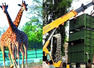 13.5-ft giraffe 'Shivani' ferried for 4.5 hours from Mysuru to Bannerghatta