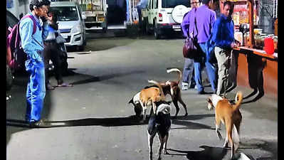 Jadavpur police station makes room for 9 orphaned dogs, 5 kittens on its premises