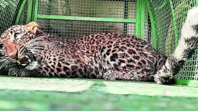 2 villagers fight off leopards in separate attacks in U'khand