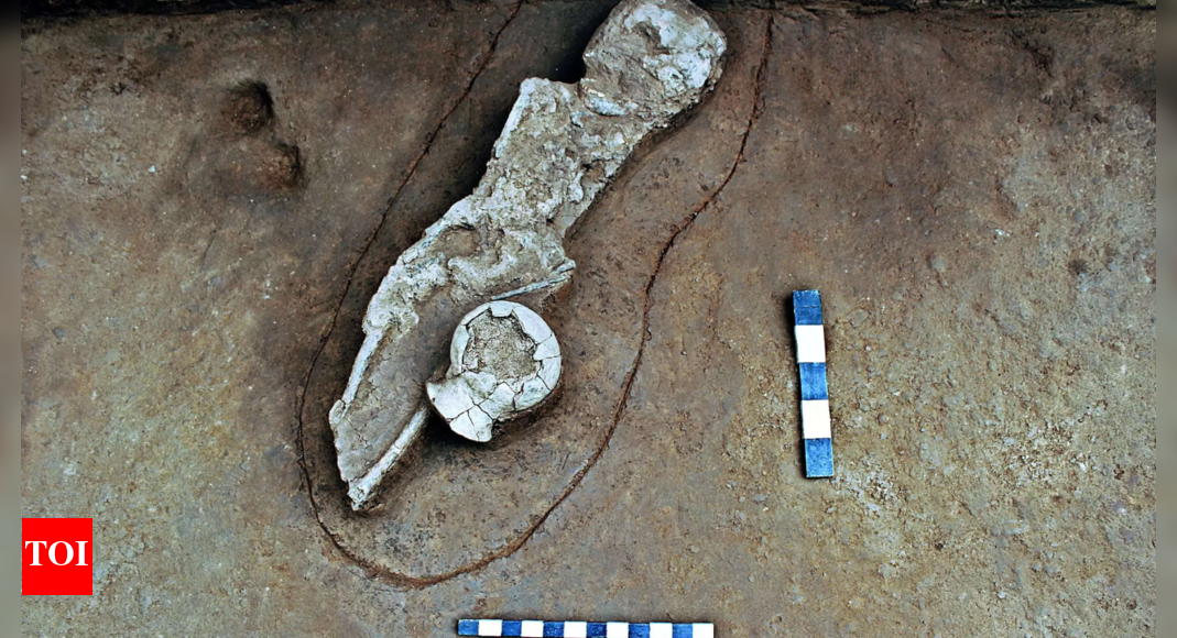 Madras Univ Researchers Unearth Neolithic Site Near Chengalpet ...