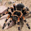 Beauty Company Denies Its Body Butter Attracts Spiders | HuffPost Latest  News