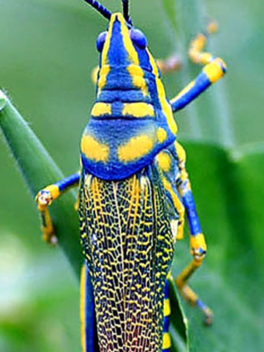 Most colorful insects | Times Now