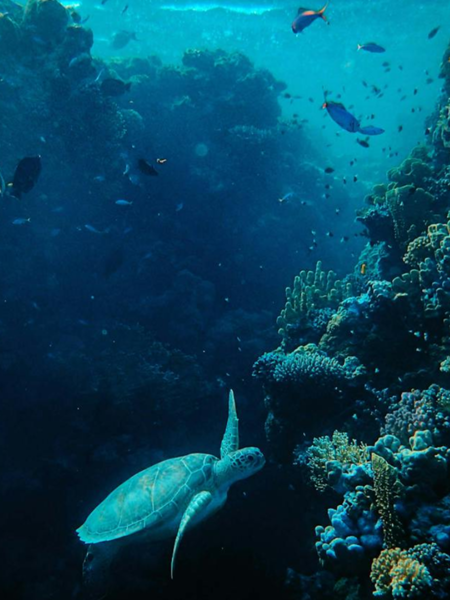 Places to see best coral reefs Times Now