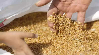 Government estimates 300-320 lakh tonne wheat procurement this year, up by 23%