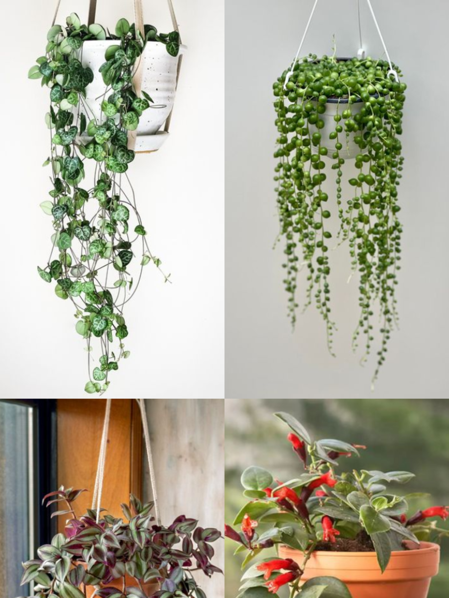 10 Beautiful Hanging Plants for Bedroom Times Now