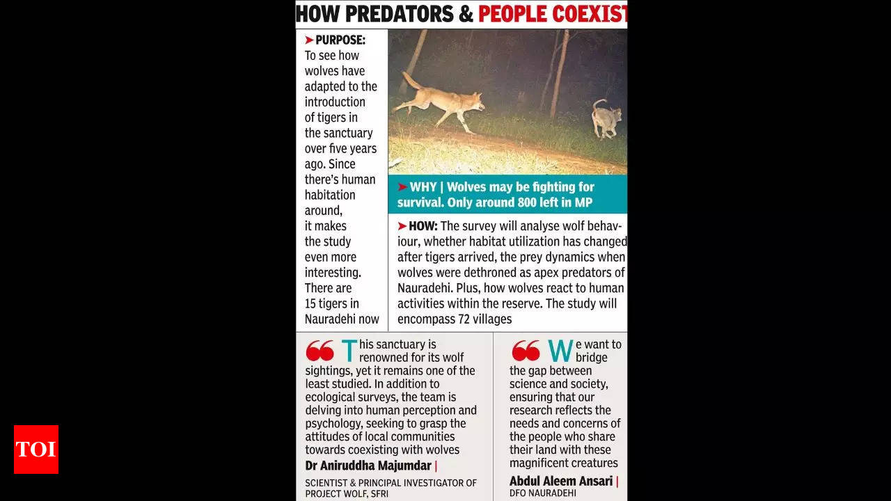 Wolves: SFRI Initiates Long-Term Eco Study on Wolves in Nauradehi Wildlife  Sanctuary | Bhopal News - Times of India