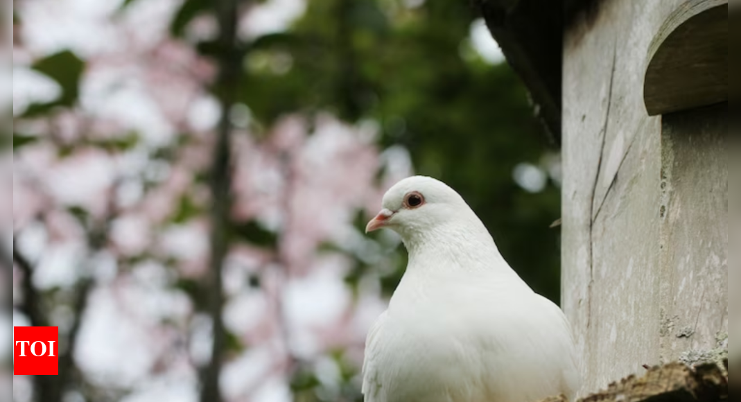 How To Keep Pigeons Off Balcony Times of India