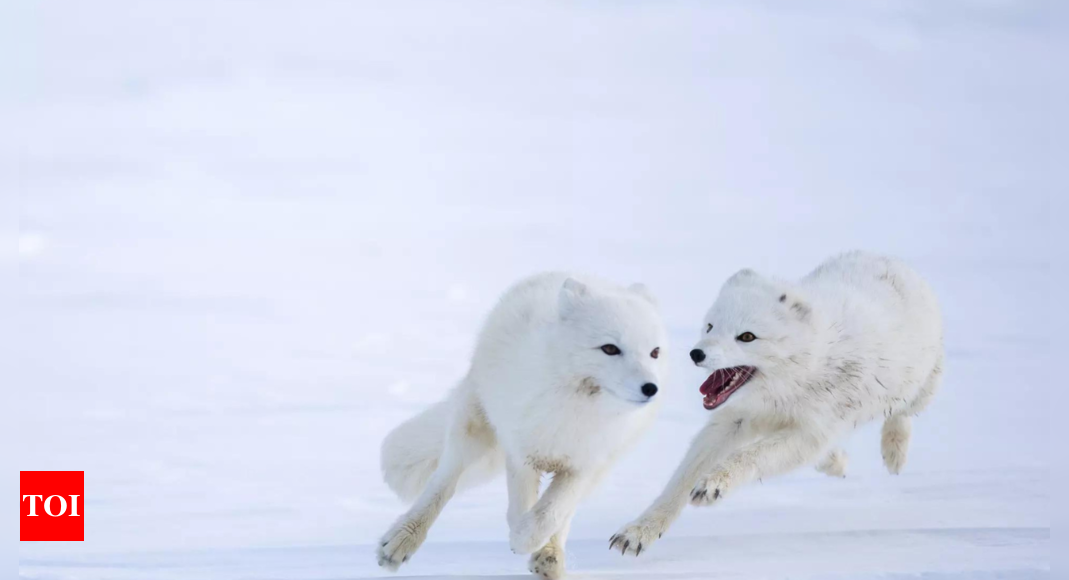 La Norvège donne un coup de main aux renards arctiques face aux problèmes climatiques