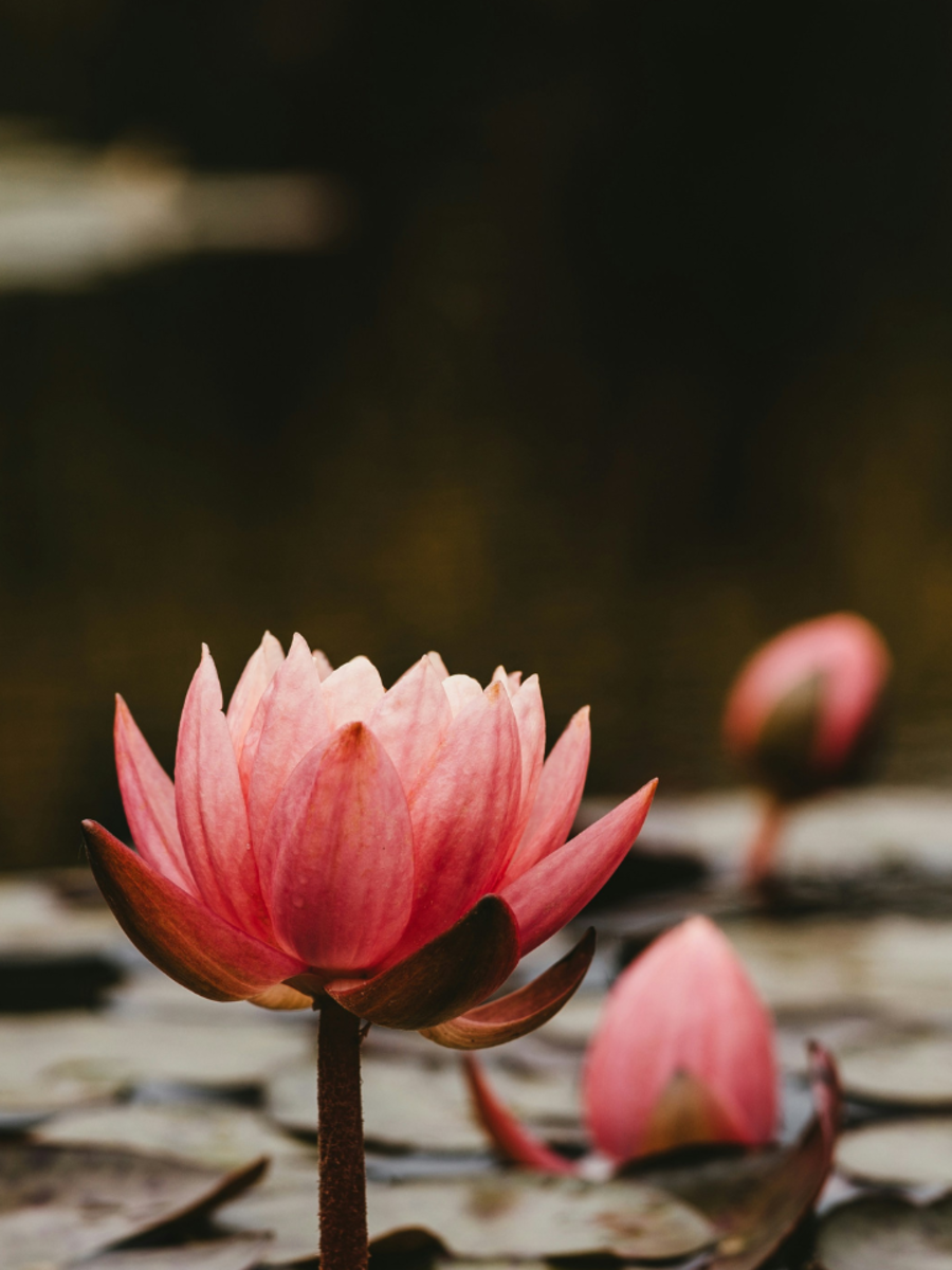 7 Beautiful Aquatic Flowers Water Lily, Lotus, Water Poppy, Cardinal