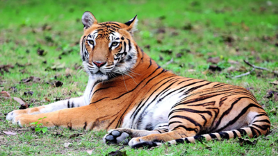 Government clears setting up of International Big Cat Alliance - Times ...