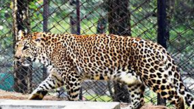 Leopard count dips in Uttarakhand in 4 yrs; Rajaji park records highest number'