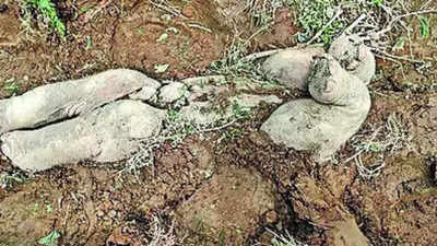 Jumbo find: Asian elephants ritually bury their calves, finds Bengal study