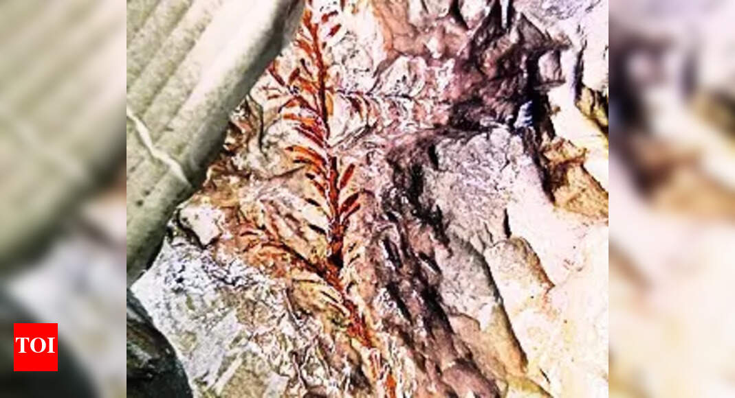 Plant Fossils 120 MillionYearOld Plant Fossils Found in Asifabad