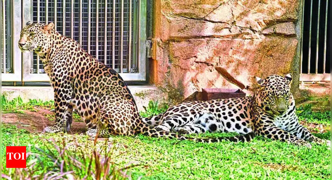 Leopard Count: Leopard count in Gujarat is the 2nd highest in India