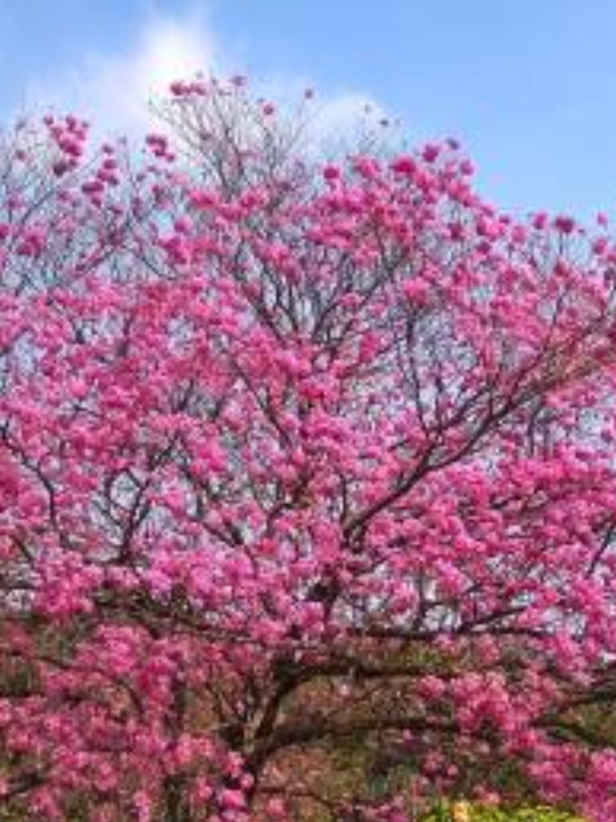 Best Places To visit in India in spring season | Times Now