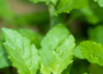 7 best ways to consume Tulsi leaves on an empty stomach