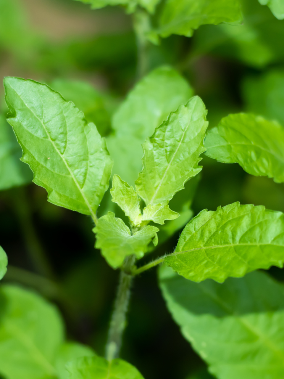 7 best ways to consume Tulsi leaves on an empty stomach Times