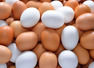 Difference between white and brown eggs