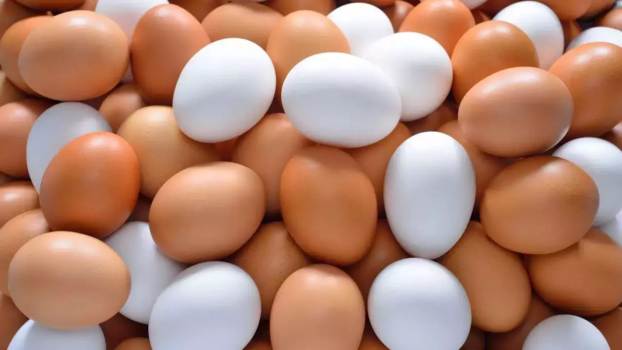 Difference between white and brown eggs - A Complete Guide | - Times of  India