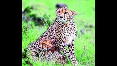 At Gujarat's Banni Grasslands Reserve, special mating zones for choosy cheetahs