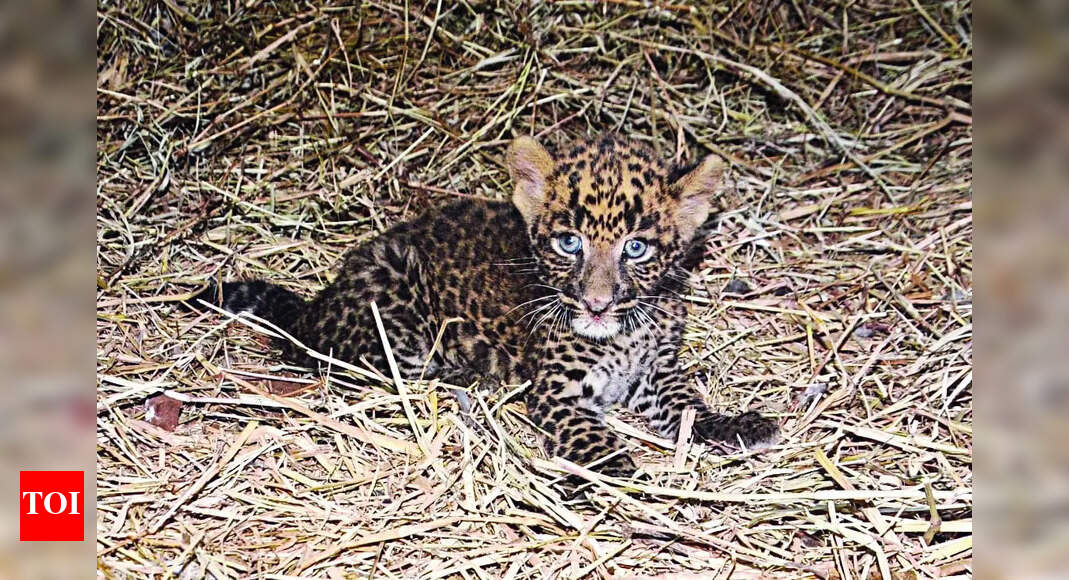 Leopard Cub: Leopard Cub Rescued, Reunion with Mother Unsuccessful ...
