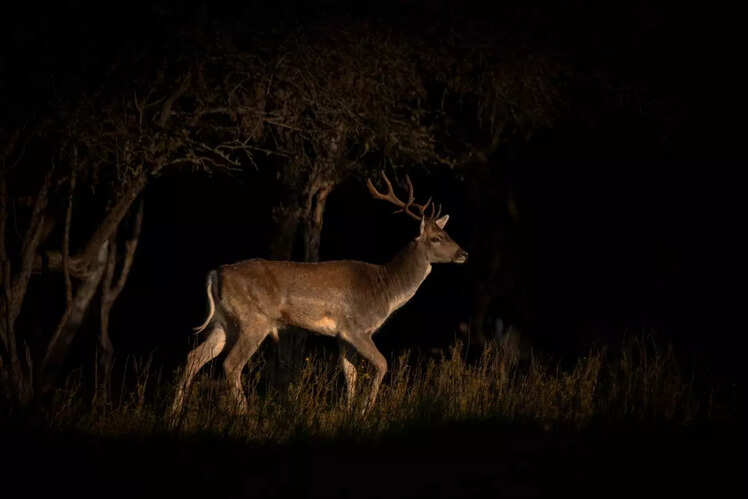 Tadoba-Andhari National Park, Maharashtra