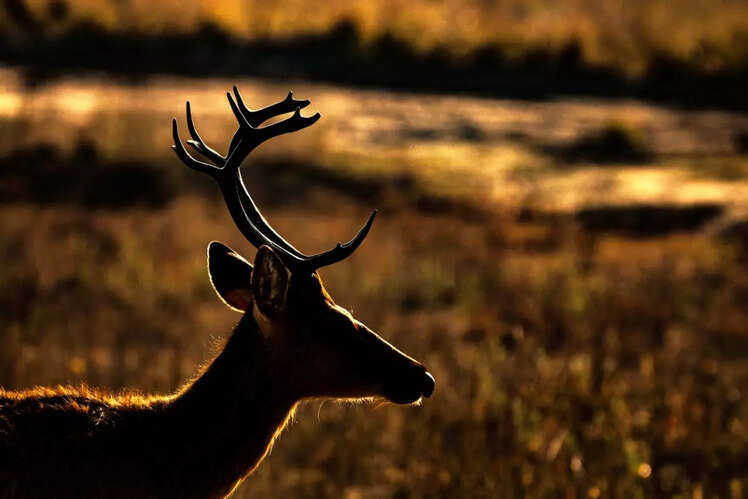 Kanha National Park, Madhya Pradesh