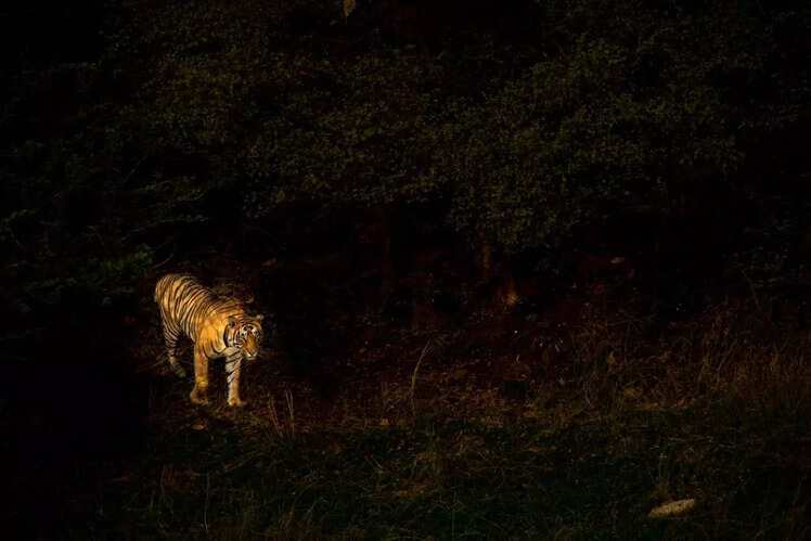 Pench National Park, Madhya Pradesh