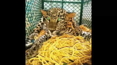 Goa leopard count dips to 77, but big cats straying farther