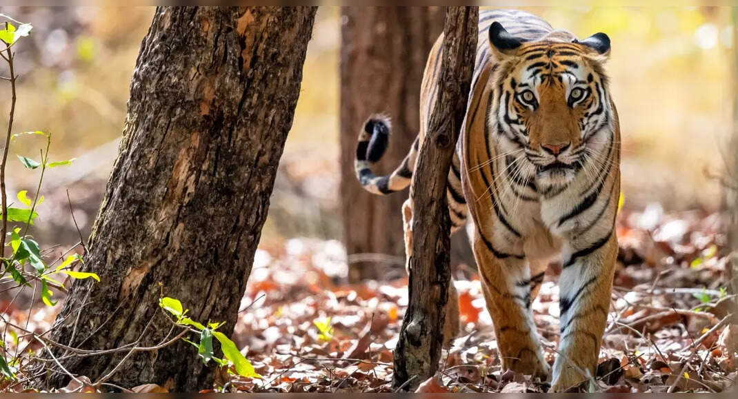 Top 10 Wildlife Destinations in India in March