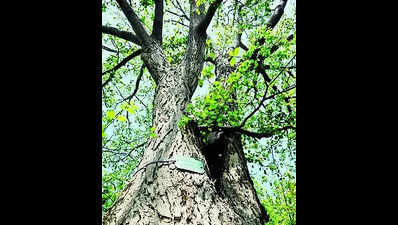 Asthma alert after pollens of chilbil tree detected in Jaipur