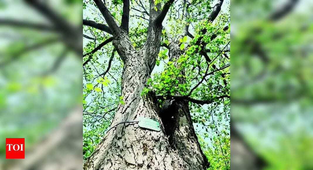 Asthma Asthma Alert Pollens of Chilbil Tree Detected in Jaipur