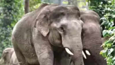 Gun fails to fire, elephant kills forest guard during census