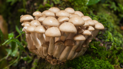 Can gold be extracted from Mushrooms? Read to find out