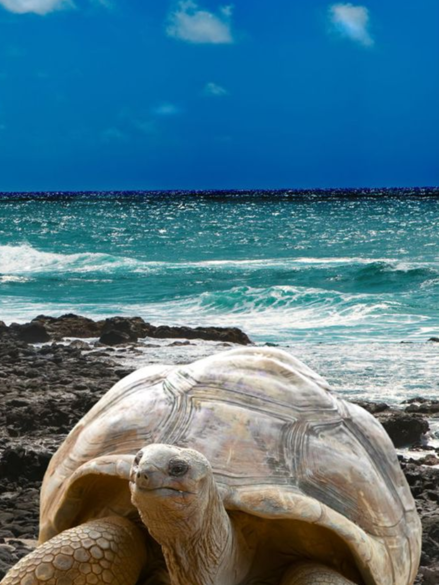 Animals Who Live More Than 100 Years Times Now