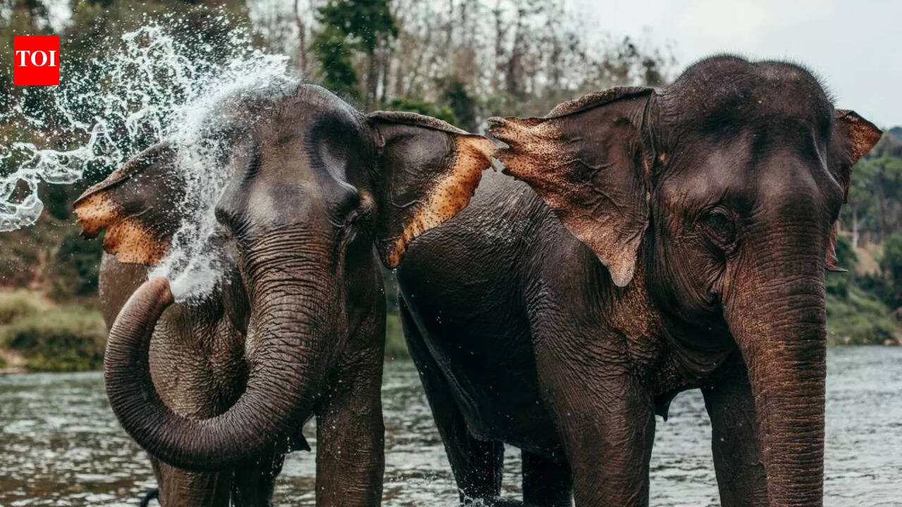 8 types of elephants found around the world