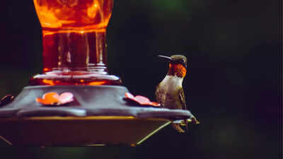 Bird Feeder Sets: Best Options To Keep Food & Water For Free Birds