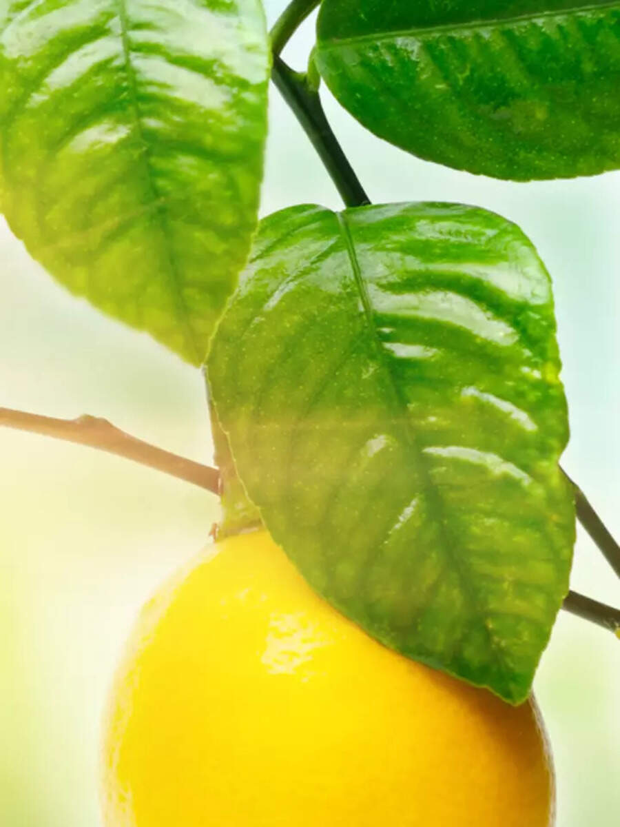 8 lesserknown benefits of lemon leaves and their culinary uses Times