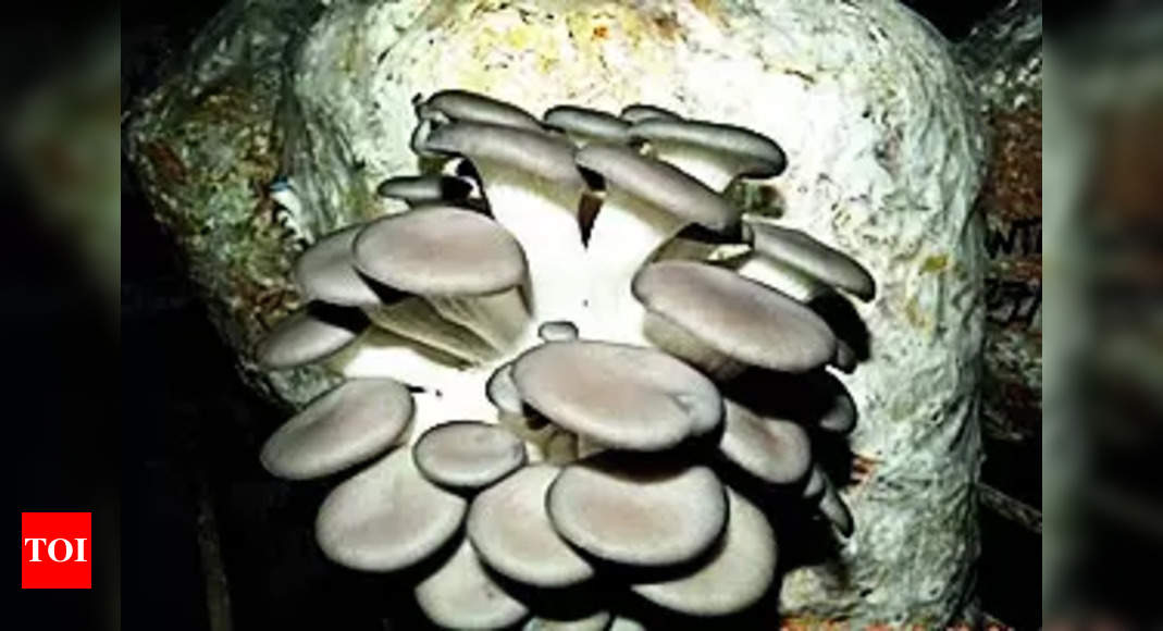 IIHR scientists develop Vitamin D-rich mushrooms