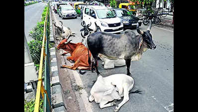 In Gujarat, owner gets 3 years in jail for letting cattle loose on roads