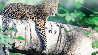 Highest leopard density in India at Sariska tiger reserve