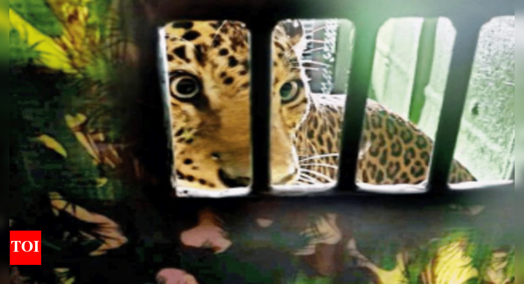 Runaway leopard caught after 48-hour op, back in rehabilitation centre ...