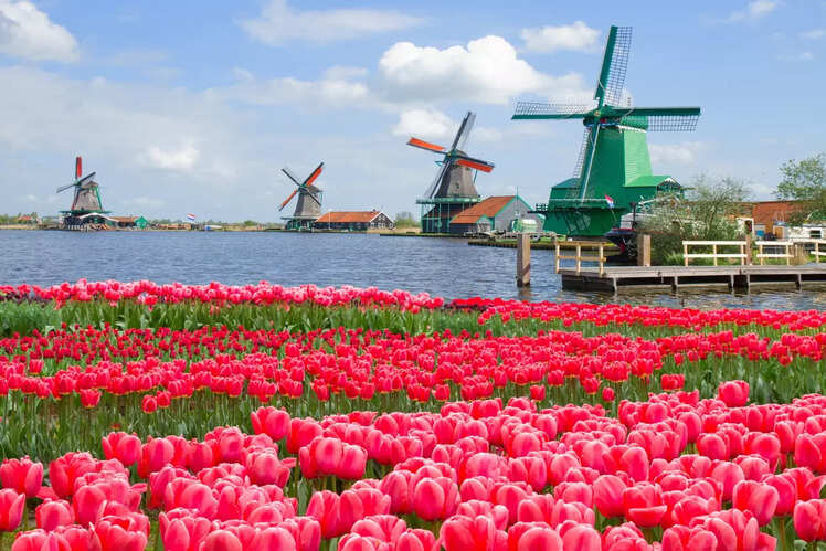 Tulip Festival, Netherlands