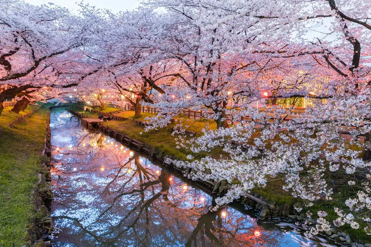 Cherry Blossom Festival, Japan