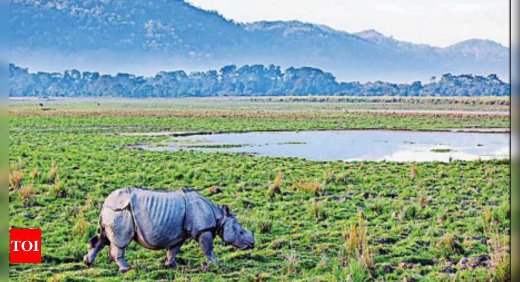 Wild elephants in grasslands of Kaziranga - Picture of Kaziranga National  Park, Golaghat District - Tripadvisor