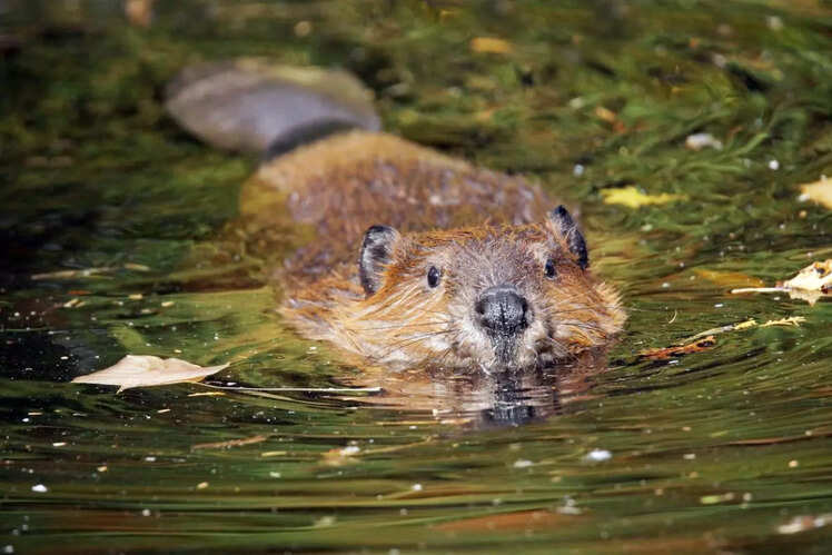 Locate Beavers in Jasper National Park