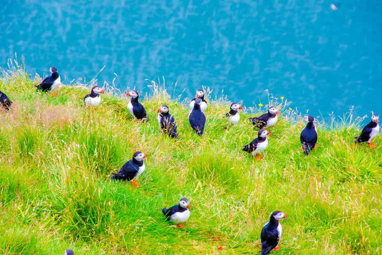 Search Puffins in Newfoundland