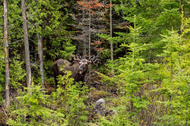 Try a Moose Safari in Algonquin Park