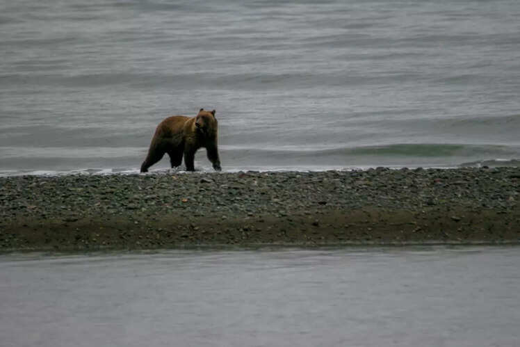Search for Grizzly Bears at Knight Inlet