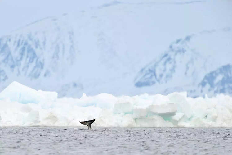 Encounter Narwhals in Nunavut